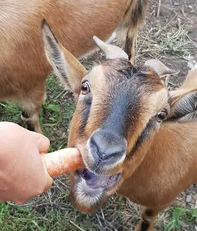 écuries De Losque Casa vacanze Les Champs-de-Losque