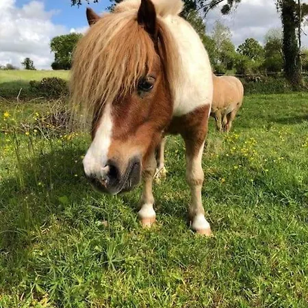 écuries De Losque Casa vacanze *