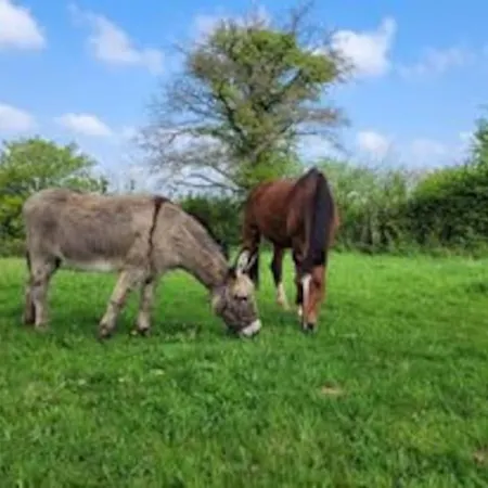 Ecuries De Losque 度假居 Les Champs-de-Losque