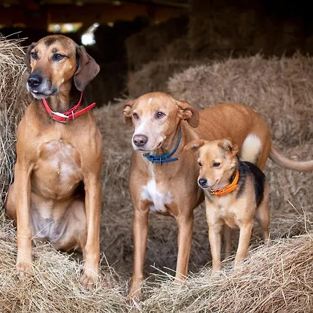 écuries De Losque Casa vacanze Les Champs-de-Losque