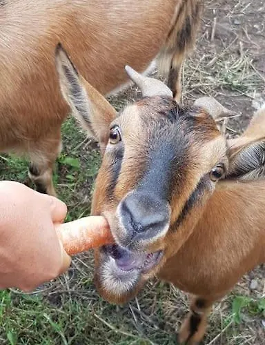 Ecuries De Losque Holiday home Les Champs-de-Losque