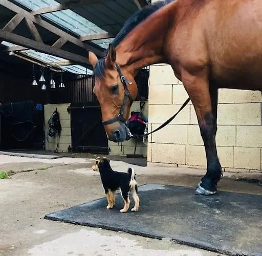 Ecuries De Losque * Les Champs-de-Losque