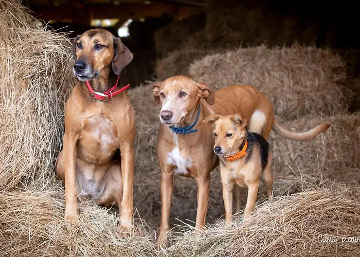 Ecuries De Losque Holiday home Les Champs-de-Losque
