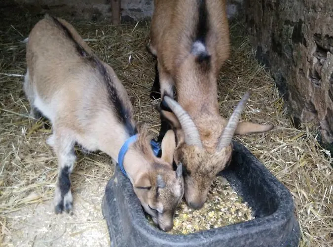 Ecuries De Losque Holiday home *